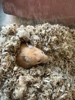 Syriche goudhamster incl terrarium, Dieren en Toebehoren, Knaagdieren, Hamster, Mannelijk, Tam, Oktober