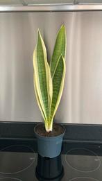 SANSEVERIA, Minder dan 100 cm, Ophalen of Verzenden, Halfschaduw, Bloeiende kamerplant