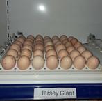 jersey gaint broedeieren - bevruchting 85 a 90%, Geslacht onbekend, Kip