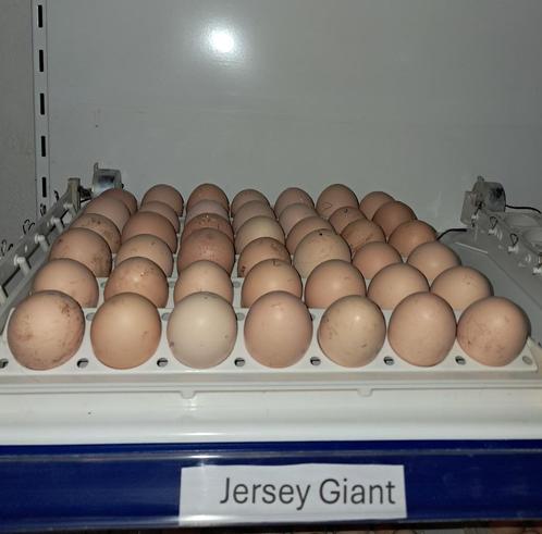 jersey gaint broedeieren - bevruchting 85 a 90%, Dieren en Toebehoren, Pluimvee, Kip, Geslacht onbekend