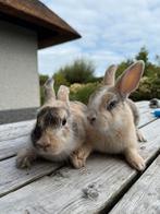 Laatste Jonge Konijnen Te Koop, Dieren en Toebehoren, Konijnen, Meerdere dieren, Klein