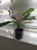 Madagaskar Jewel plant, Ophalen, Overige soorten, Minder dan 100 cm