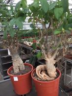 Caudex plant Afrikaanse Baobab (Adansonia Digitata)pot 28cm., Overige soorten, Minder dan 100 cm, Ophalen of Verzenden, In pot