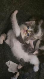 Nog 1 meisje Super lieve mooie halve ragdoll kittens, Dieren en Toebehoren, Katten en Kittens | Overige Katten, Meerdere dieren