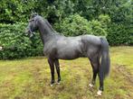 Mooie donkere schimmel hengst van 2 jaar, Dieren en Toebehoren, Paarden, Minder dan 160 cm, Gechipt, Dressuurpaard, Hengst
