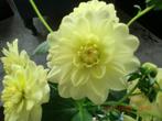 dahlia knol, Ophalen of Verzenden, Voorjaar, Volle zon, Knol
