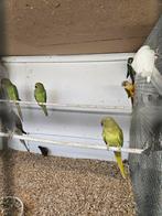Halsband parkieten, Dieren en Toebehoren, Vogels | Parkieten en Papegaaien, Meerdere dieren, Parkiet