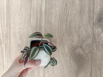 Stekje Vaderplant beschikbaar voor biedingen