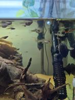 Jonge endler guppy’s mix, Dieren en Toebehoren, Vis, Zoetwatervis, Schoolvis