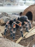 Diverse slangen, hagedissen etc., Overige soorten, Met terrarium, 0 tot 2 jaar