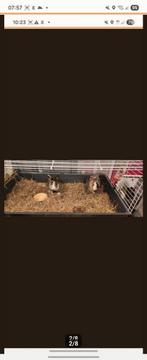 2 jonge jongens konijnen ( niet gecastreerd, Dieren en Toebehoren, Knaagdieren, Juli, Mannelijk