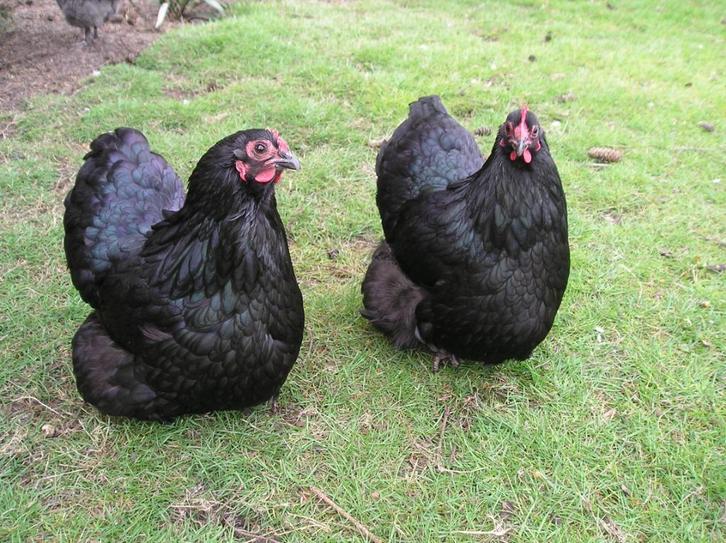 Broedeieren Orpington kriel, Dieren en Toebehoren, Pluimvee | Toebehoren, Nieuw, Overige typen, Ophalen of Verzenden