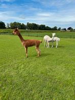 Alpaca, alpacas, alpaca merrie, merrie, Dieren en Toebehoren, Juli, Vrouwelijk