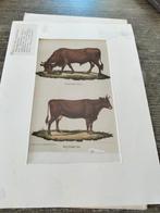 Antieke orginele prent sijlhetaanse bull koe., Verzenden