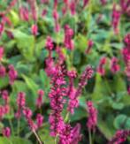 Vele soorten tuinplanten, Ophalen, Overige soorten, Halfschaduw