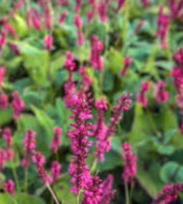 Vele soorten tuinplanten beschikbaar voor biedingen