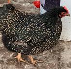 Broedeieren - Barnevelder dubbel gezoomd grijs, Dieren en Toebehoren, Pluimvee, Geslacht onbekend, Kip