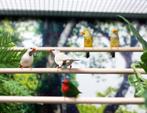 Unieke Volierepanelen en Dierverblijven van Fauna Housing, Dieren en Toebehoren, Vogels | Overige Vogels, Geslacht onbekend, Tropenvogel