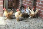 Serama haantjes, Dieren en Toebehoren, Pluimvee, Mannelijk, Kip