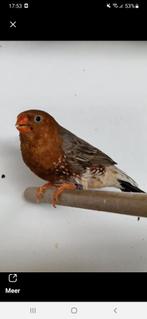 Zebravinkman, Dieren en Toebehoren, Vogels | Overige Vogels, Mannelijk, Geringd
