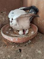 Figuritas, Dieren en Toebehoren, Vogels | Duiven, Meerdere dieren, Overige soorten