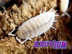 Porcellionides pruinosus Whiteout isopods / pissebedden, Overige soorten