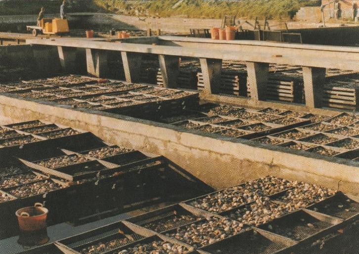 YERSEKE Oesterputten, Verzamelen, Ansichtkaarten | Nederland, Ongelopen, Zeeland, 1980 tot heden, Verzenden