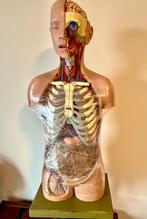 Anatomie collectie antieke anatomische Torso's  Somso/Meusel, Ophalen of Verzenden