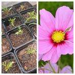 Roze cosmea tuinplanten zaailingen, Tuin en Terras, Ophalen, Voorjaar, Volle zon
