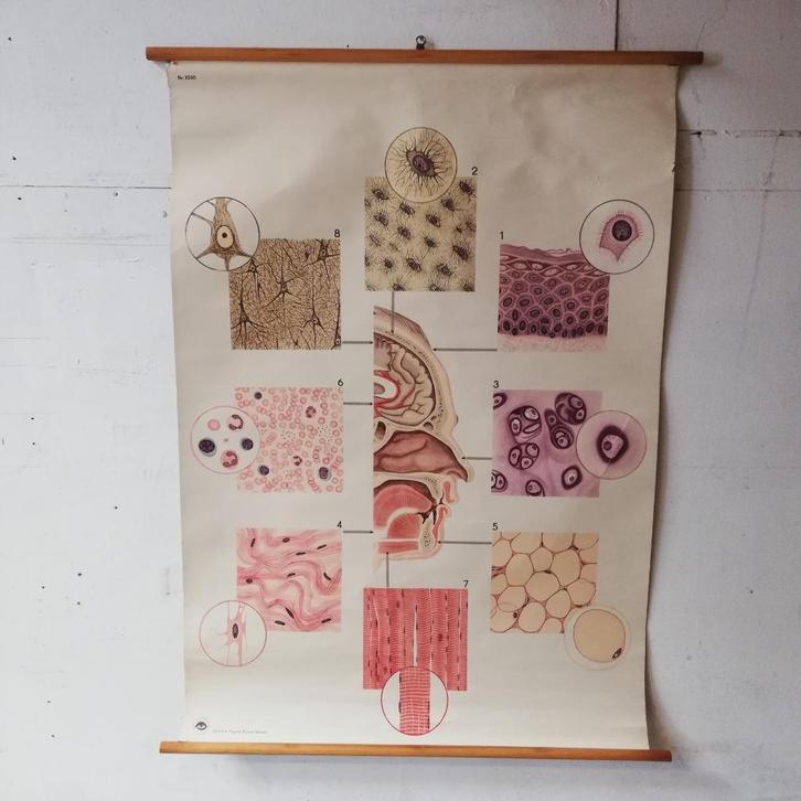 Schoolplaat Weefsel organen, Antiek en Kunst, Antiek | Schoolplaten, Natuur en Biologie, Ophalen of Verzenden