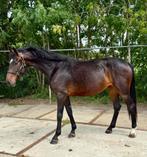 Zeer goed bewegende merrie van Global Player x De Niro, Dieren en Toebehoren, Paarden, Merrie, Dressuurpaard, 3 tot 6 jaar, 160 tot 165 cm