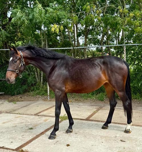 Zeer goed bewegende merrie van Global Player x De Niro, Dieren en Toebehoren, Paarden, Merrie, Onbeleerd, 160 tot 165 cm, 3 tot 6 jaar