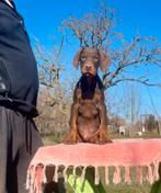 Dobermann pup, 8 tot 15 weken, Buitenland, Parvo, Eén hond