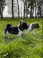 American Akita pups , puppy met stamboom Amerikaanse Akita, Dieren en Toebehoren, Rabiës (hondsdolheid), Meerdere, Poolhond, 8 tot 15 weken