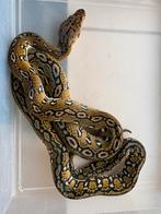 Aztec 100% het Mocha Retic, Dieren en Toebehoren, Slang, 0 tot 2 jaar