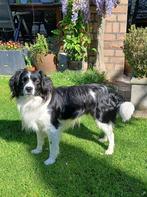 dekreu Markiesje (bont), Reu, CDV (hondenziekte), Eén hond, 3 tot 5 jaar