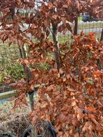 Beuken bomen 10 stuks 200/300 cm partij, Ophalen of Verzenden, Volle zon, Overige soorten