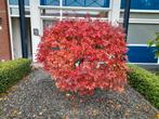 Acer palmatum, Japanse esdoorn, Ophalen of Verzenden, Esdoorn, 100 tot 250 cm