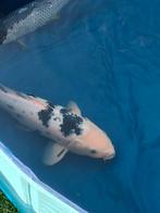 Gezonde Japanse  koikarper, Karper of Koi