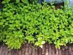 Te koop. Hortensia limelight. 4 euro per stuk., Ophalen of Verzenden, Hortensia, Minder dan 100 cm