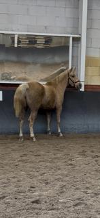 Bijzondere pony kruising en verschijning, Dieren en Toebehoren, Pony's, Merrie, 3 tot 6 jaar, Onbeleerd, Westernpony
