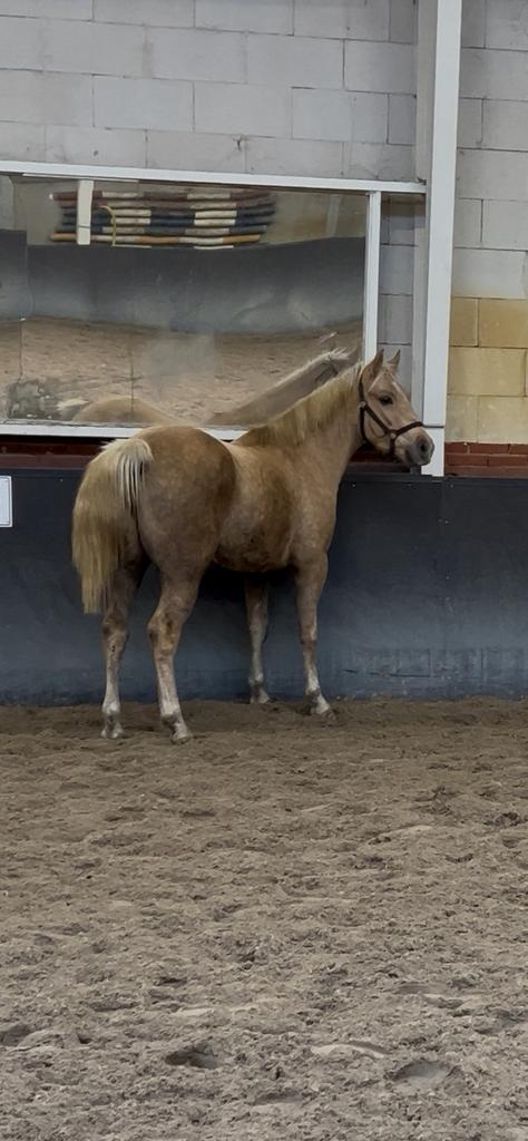 Bijzondere pony kruising en verschijning, Dieren en Toebehoren, Pony's, Merrie, Onbeleerd, D pony (1.37m tot 1.48m), Westernpony