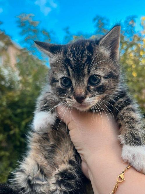 Kitten, Dieren en Toebehoren, Katten en Kittens | Overige Katten, Poes