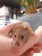 Super lieve tamme jonge hamsters., Meerdere dieren, Hamster, Na 1 juli 2024, Tam