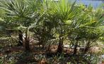 Winterharde palmbomen, Volle zon, Ophalen of Verzenden, Minder dan 100 cm, Zomer