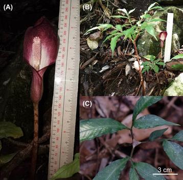 Amorphophallus minimus, eerste keer in Europa! beschikbaar voor biedingen
