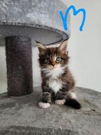 Maine coon kittens te koop, Dieren en Toebehoren, Katten en Kittens | Raskatten | Langhaar, Meerdere dieren, Gechipt, 0 tot 2 jaar
