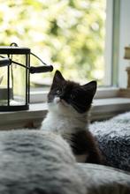 Lieve kittens te koop, Dieren en Toebehoren, Katten en Kittens | Overige Katten, Meerdere dieren, 0 tot 2 jaar