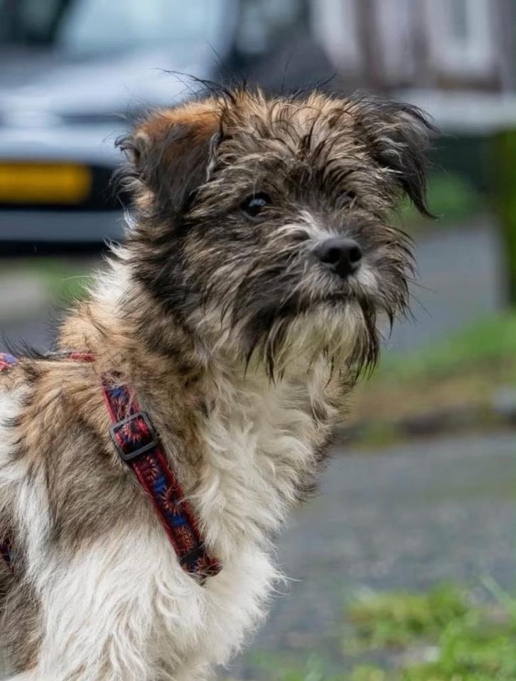 DRAGO, HEERLIJKE, MENSGERICHTE, ONDERNEMENDE PUP,, Dieren en Toebehoren, Honden | Niet-rashonden, Middel, Reu, Particulier, Eén hond