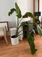 Strelitzia nicolai kamerplant, Ophalen, 100 tot 150 cm, Overige soorten, Halfschaduw